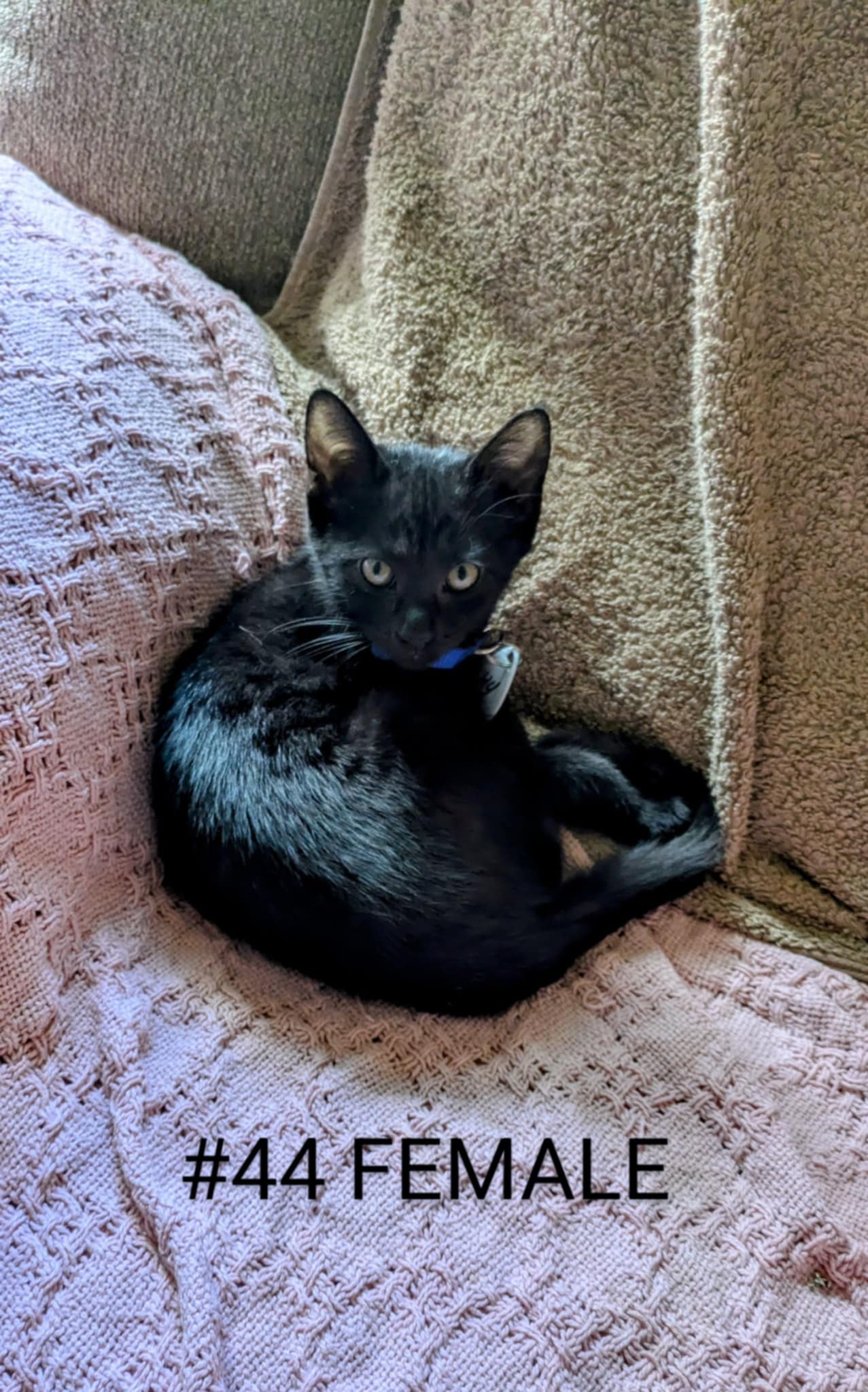 Cat for adoption Pretty babies (4447), a Domestic Short Hair in