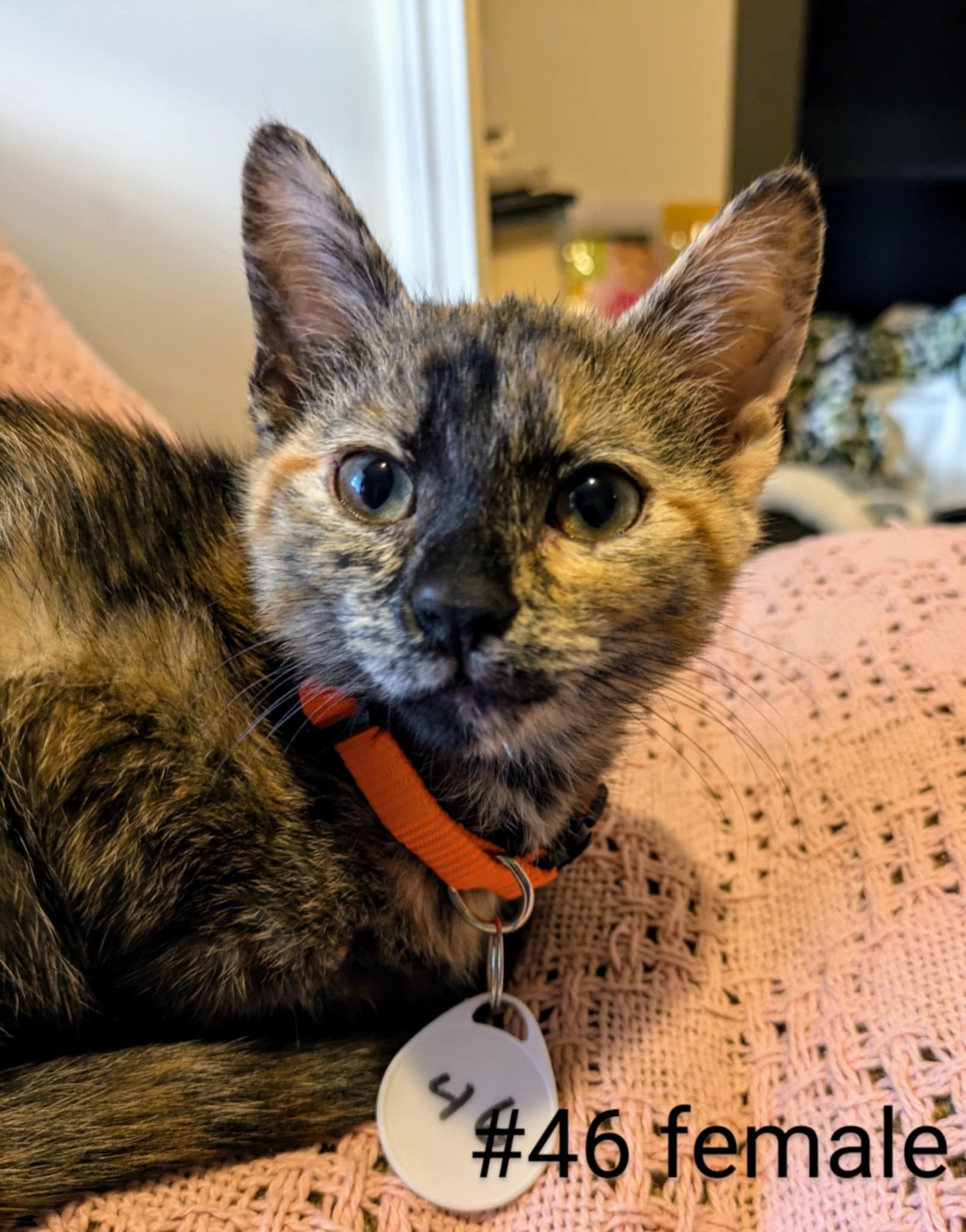 Cat for adoption Pretty babies (4447), a Domestic Short Hair in