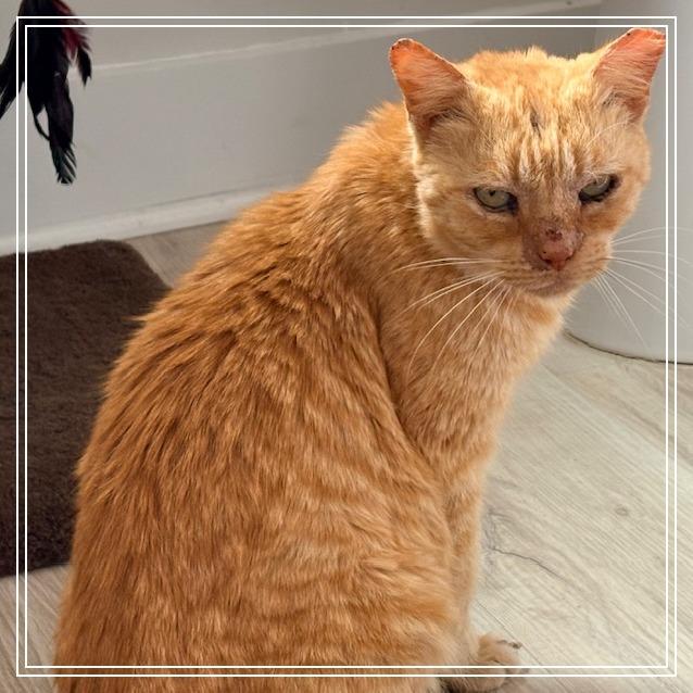 Simon, Adoptable, Senior Male Domestic Short Hair.