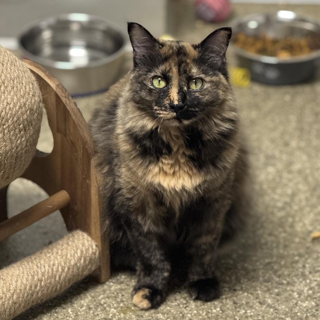 Marigold, Adoptable, Adult Female Domestic Short Hair.