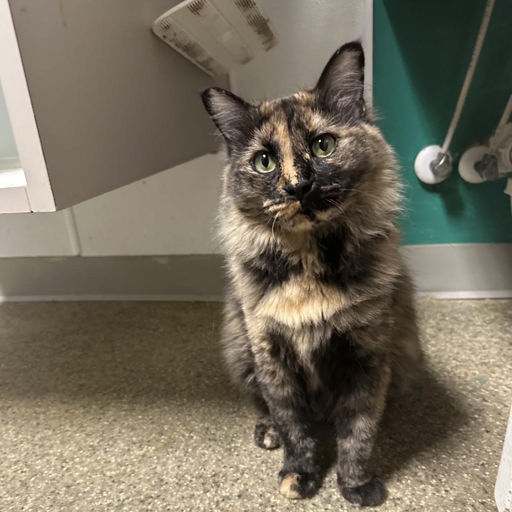 Marigold, Adoptable, Adult Female Domestic Short Hair.