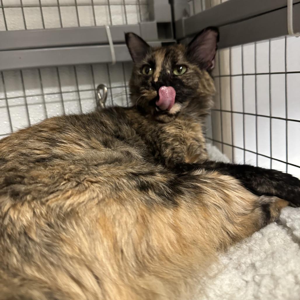 Enlarge Marigold, a Adoptable Domestic Short Hair in Blue Ridge, GA image 2/3