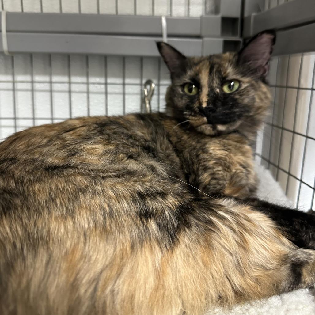 Enlarge Marigold, a Adoptable Domestic Short Hair in Blue Ridge, GA image 3/3