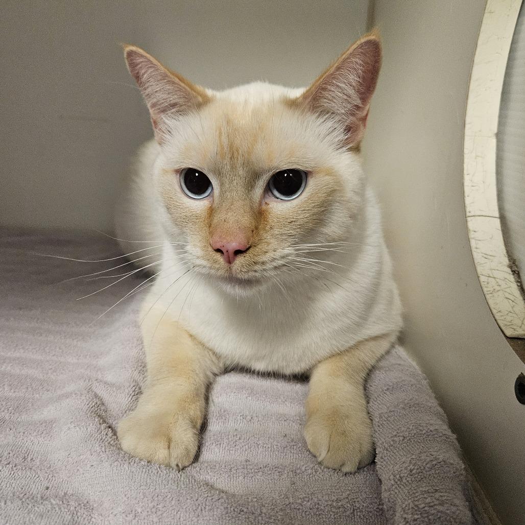 Enlarge Casper, a Adoptable Domestic Short Hair in Las Vegas, NV image 1/3