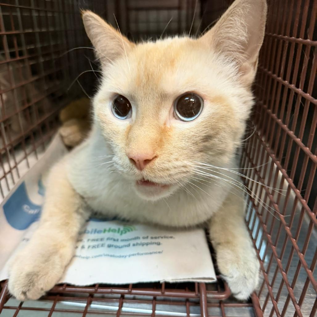 Enlarge Casper, a Adoptable Domestic Short Hair in Las Vegas, NV image 2/3