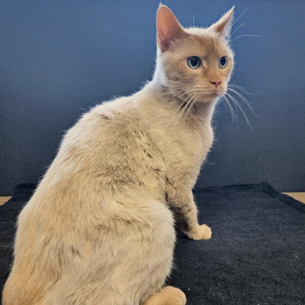 Enlarge Casper, a Adoptable Domestic Short Hair in Las Vegas, NV image 3/3