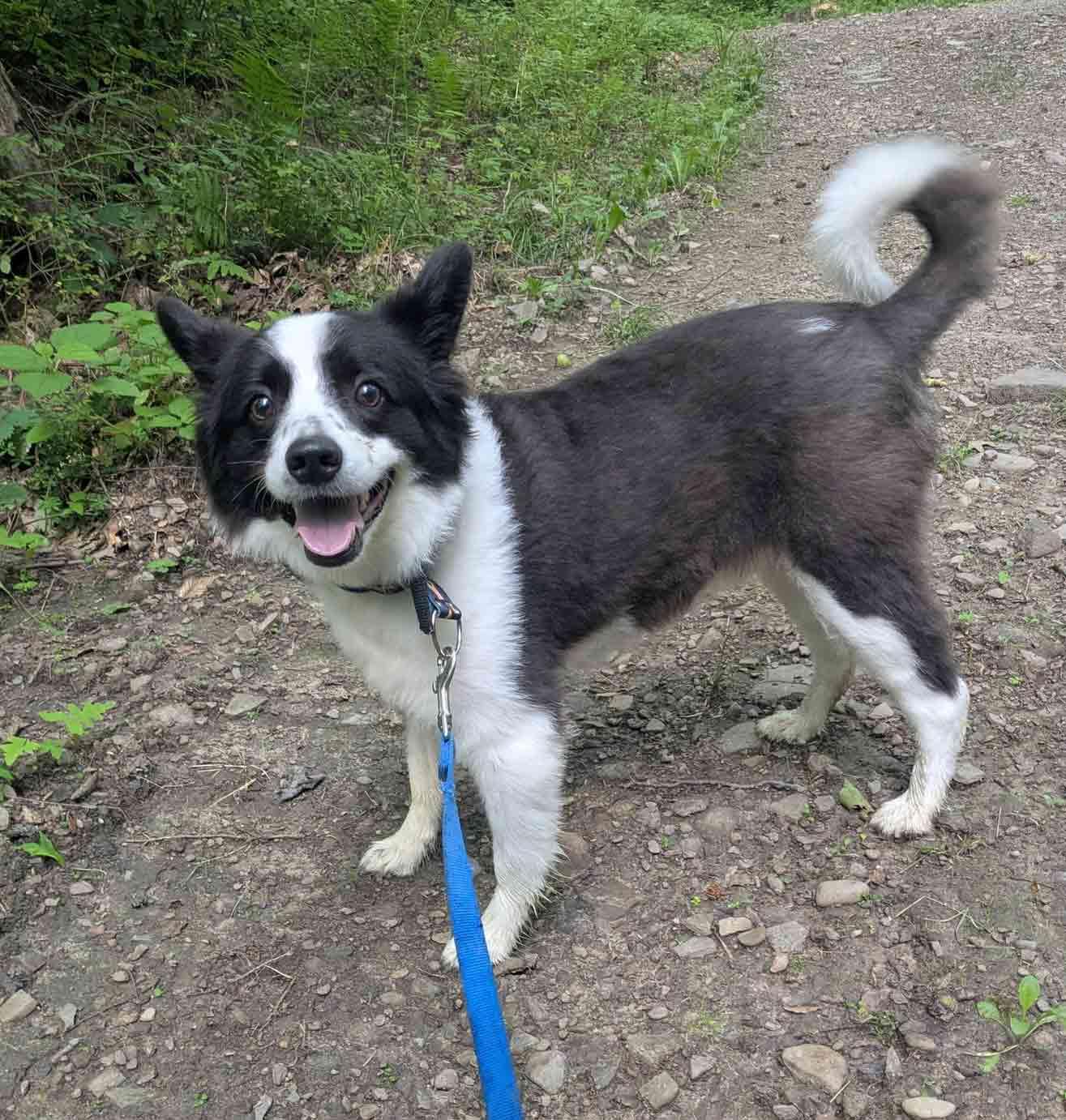 Enlarge Max, a Adoptable Border Collie in Howell, NJ image 6/6