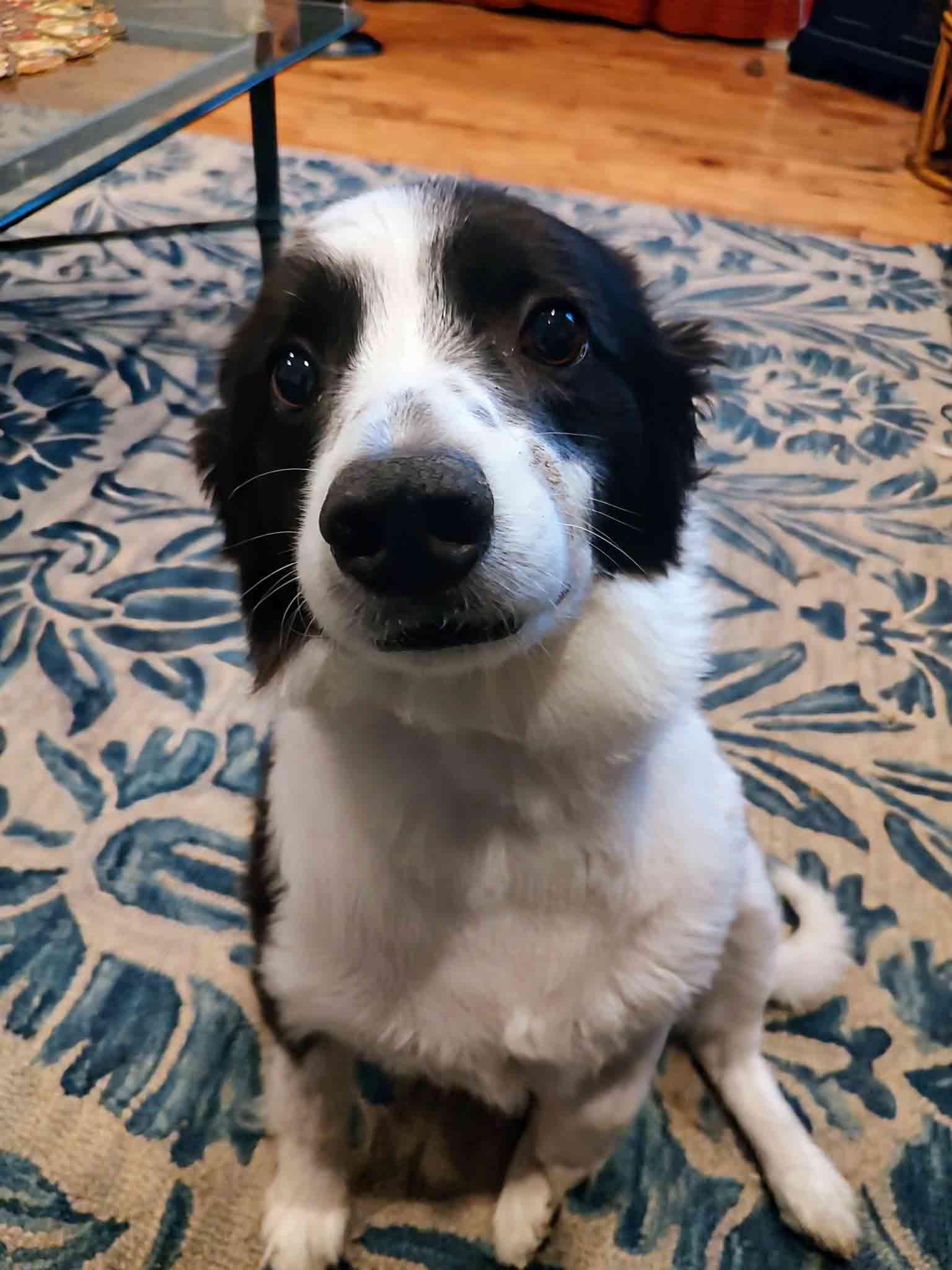 Enlarge Max, a Adoptable Border Collie in Howell, NJ image 2/6