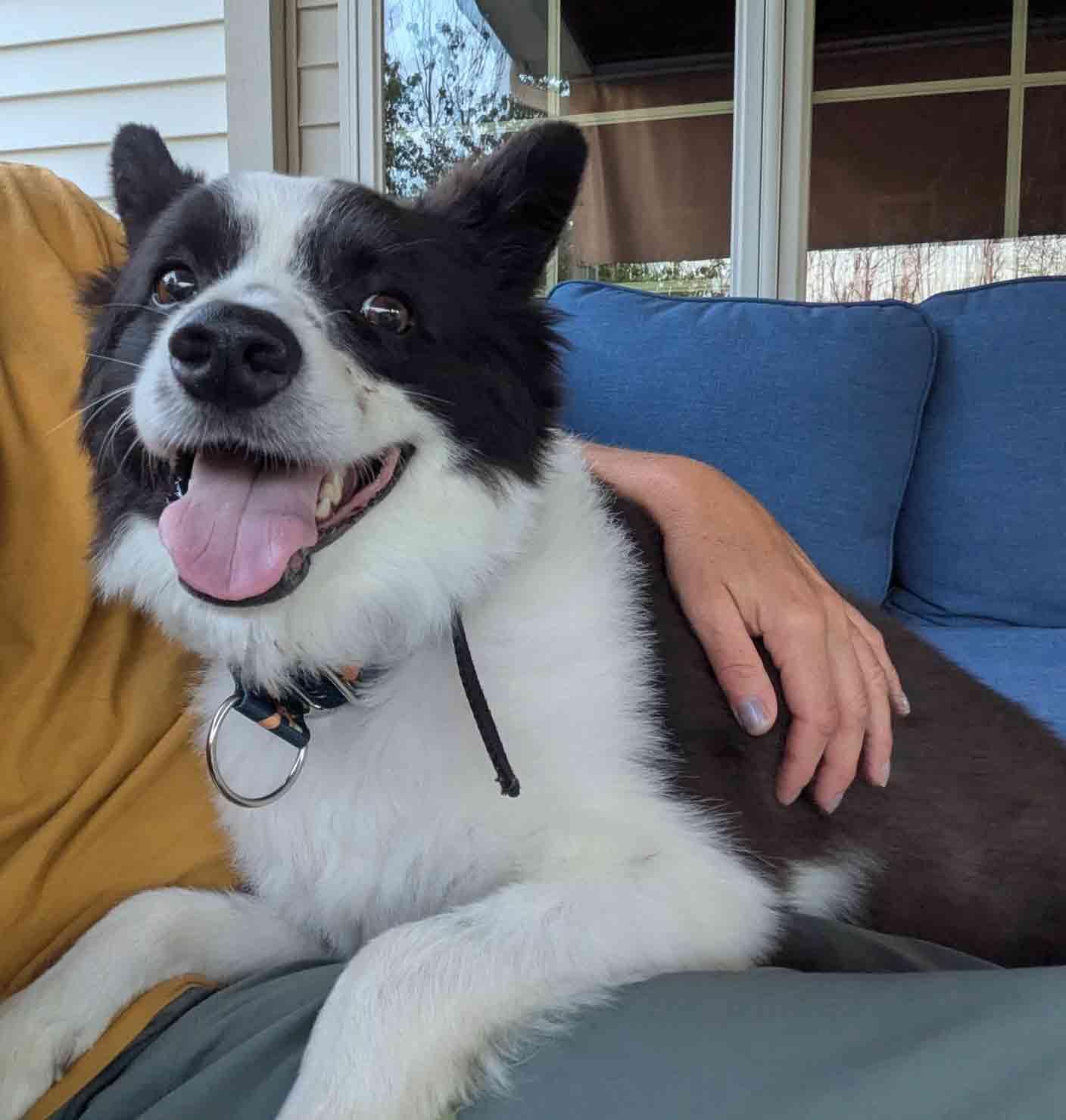 Enlarge Max, a Adoptable Border Collie in Howell, NJ image 3/6