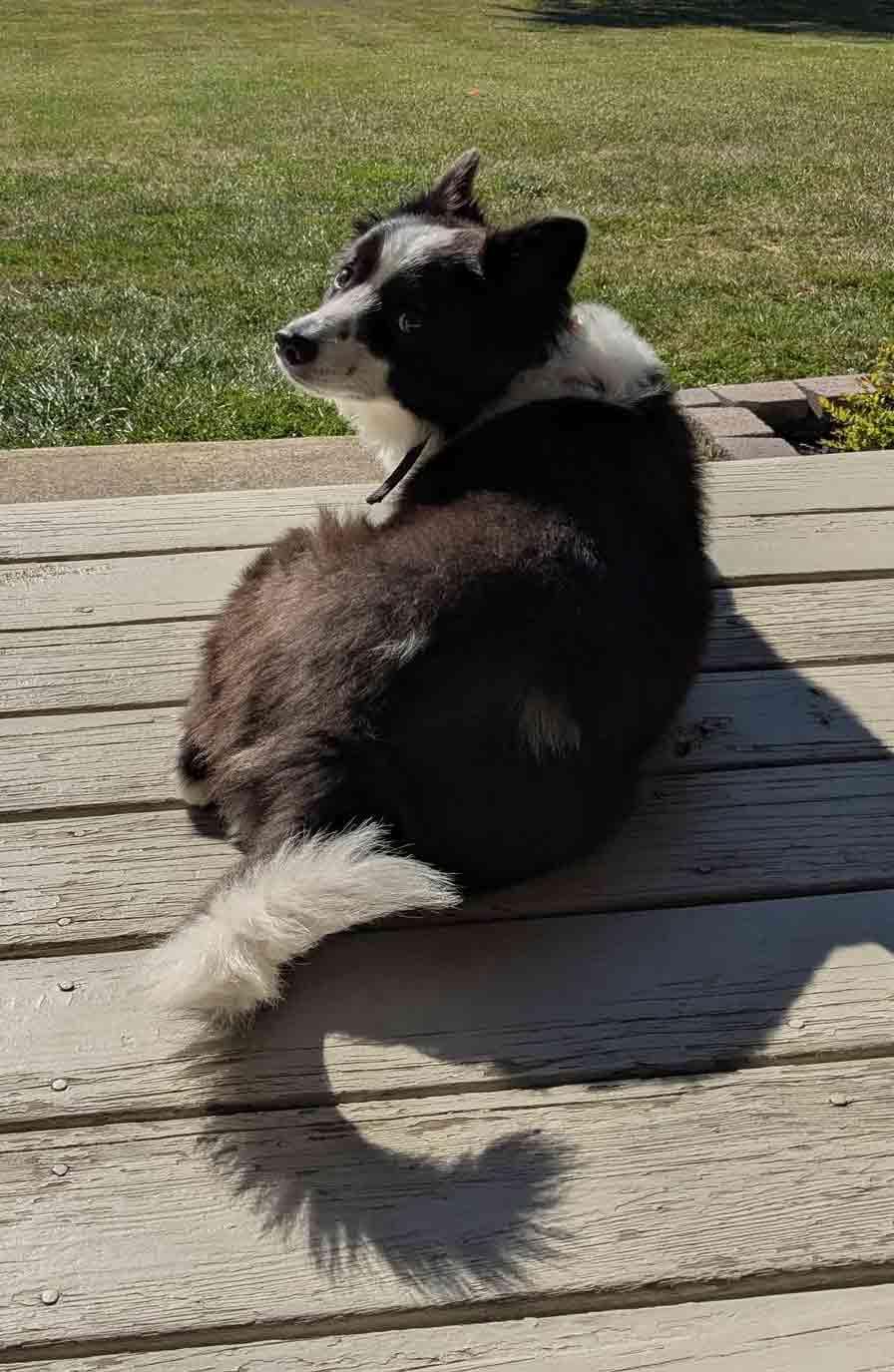 Enlarge Max, a Adoptable Border Collie in Howell, NJ image 4/6