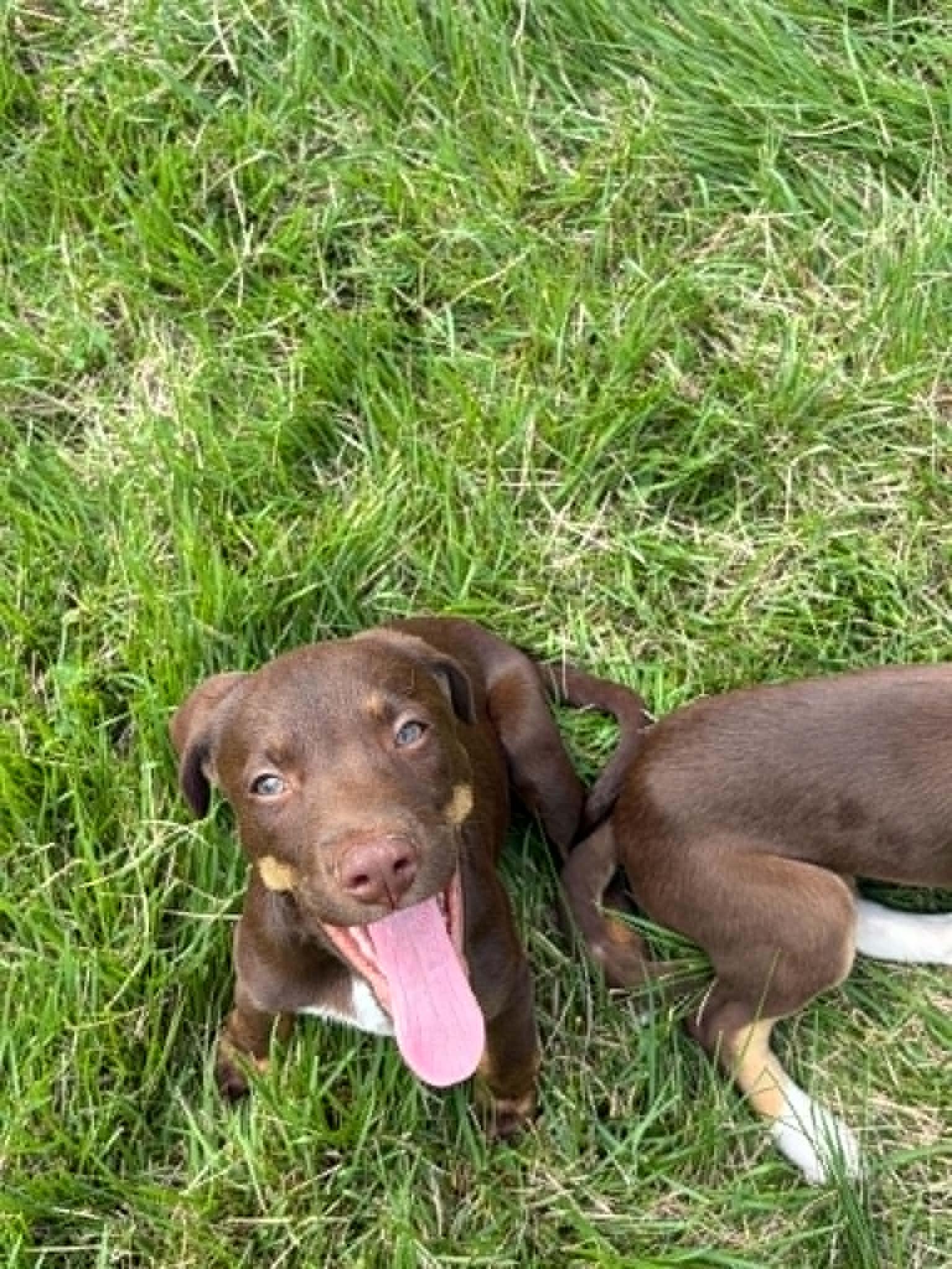 Collin, Adoptable, Puppy Male Mixed Breed.