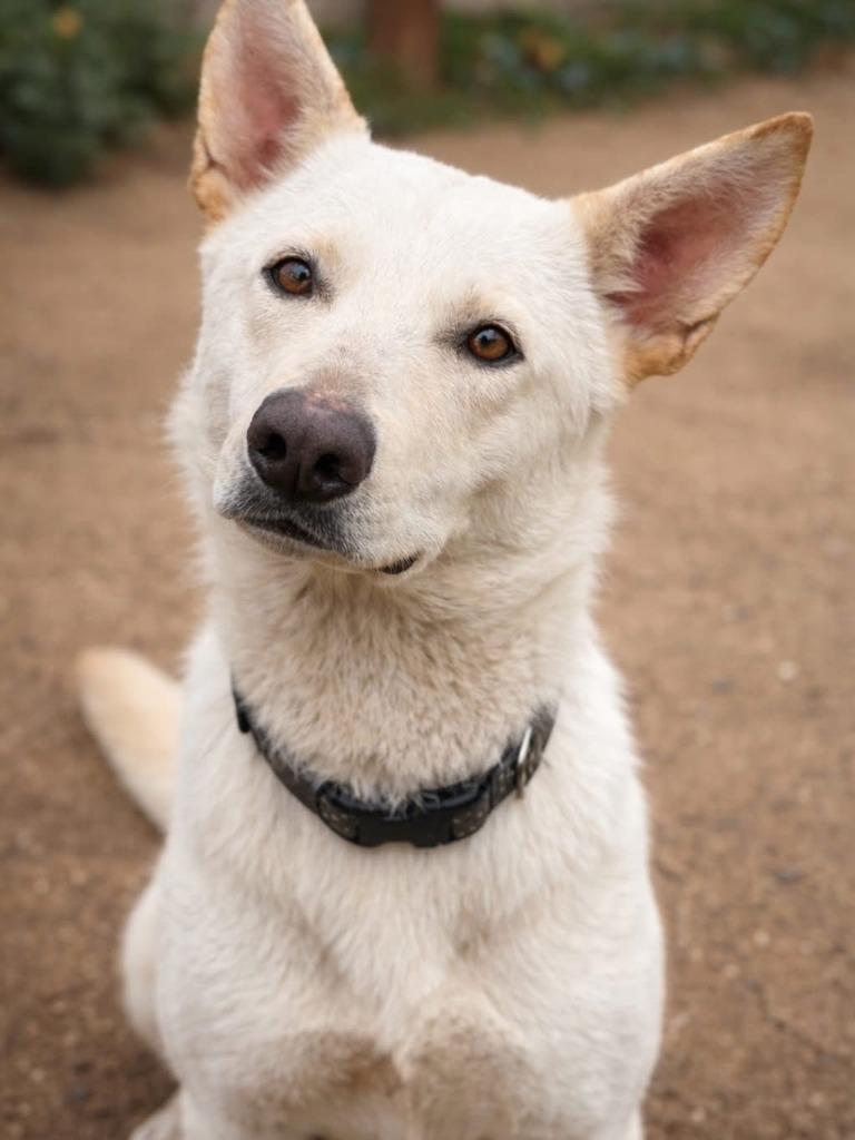Chrysanthemum, Adoptable, Adult Female Husky.