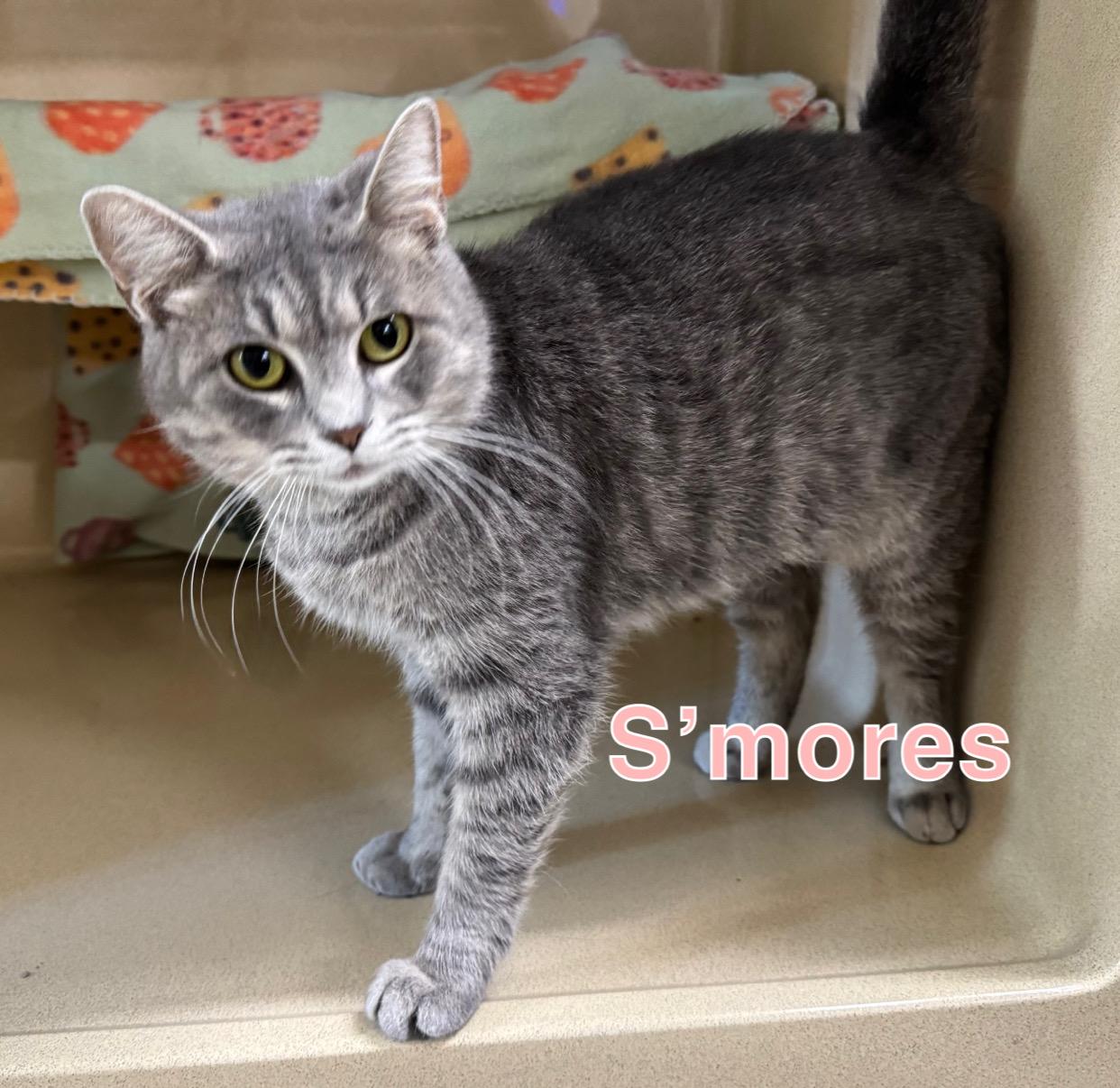 S’mores, Adoptable, Young Female Domestic Short Hair.