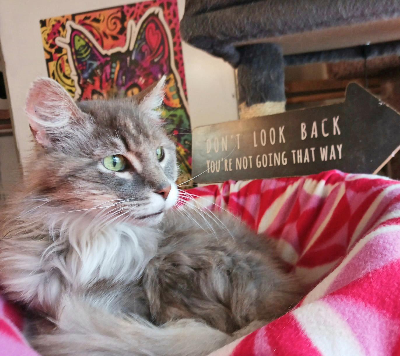 Al Green, Senior Male Maine Coon