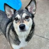 Enlarge BRYNLEE, a Adopted mixed breed in Chicago, IL image 6/6