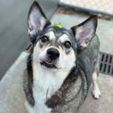 Enlarge BRYNLEE, a Adopted mixed breed in Chicago, IL image 3/6