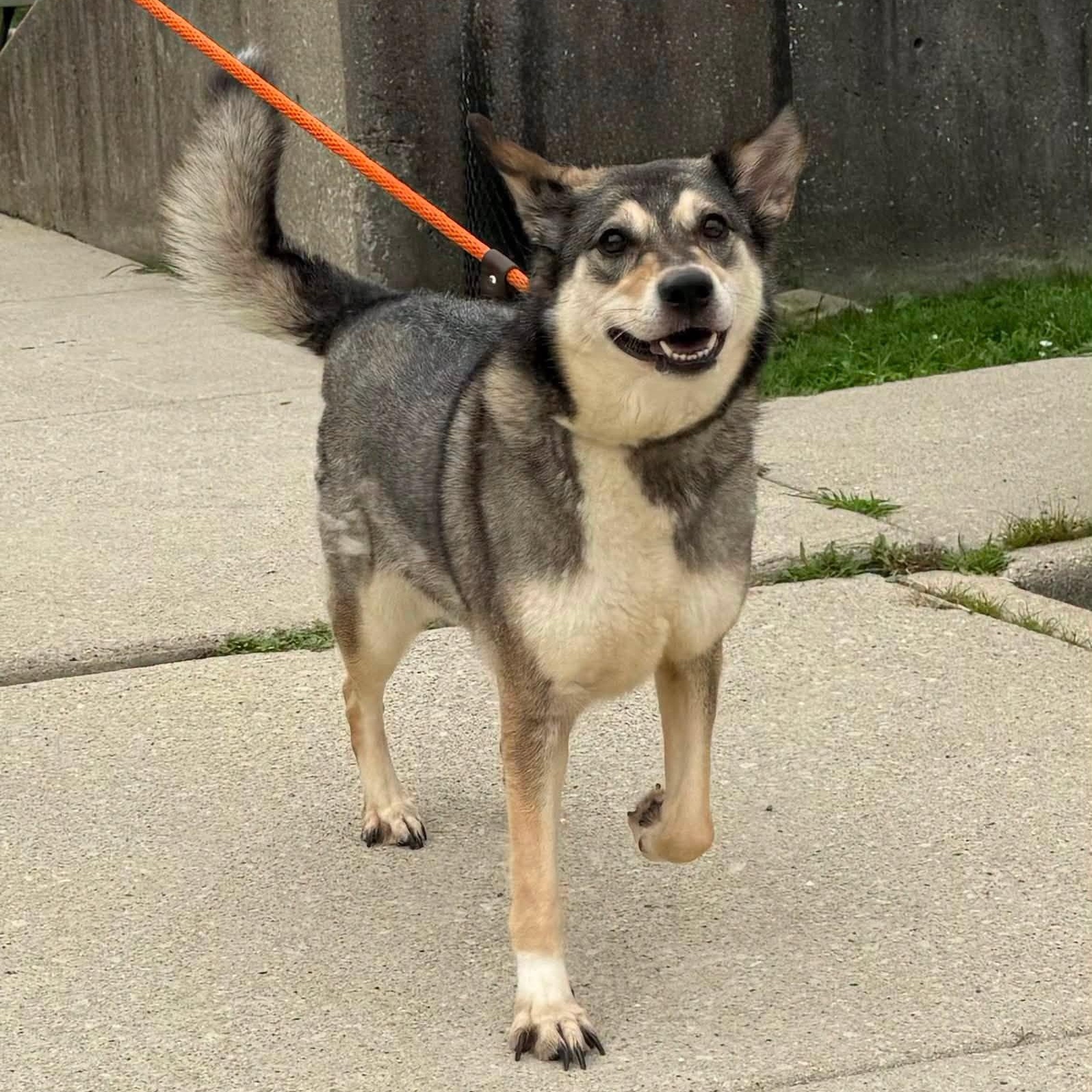 BRYNLEE, Adopted, Adult Female German Shepherd Dog & Siberian Husky.