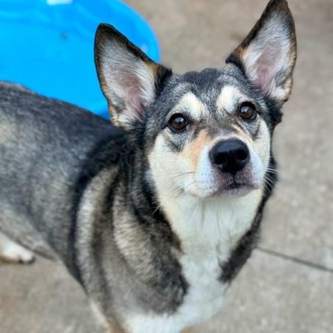 Enlarge BRYNLEE, a Adopted mixed breed in Chicago, IL image 2/6