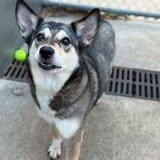 Enlarge BRYNLEE, a Adopted mixed breed in Chicago, IL image 4/6