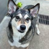 Enlarge BRYNLEE, a Adopted mixed breed in Chicago, IL image 5/6