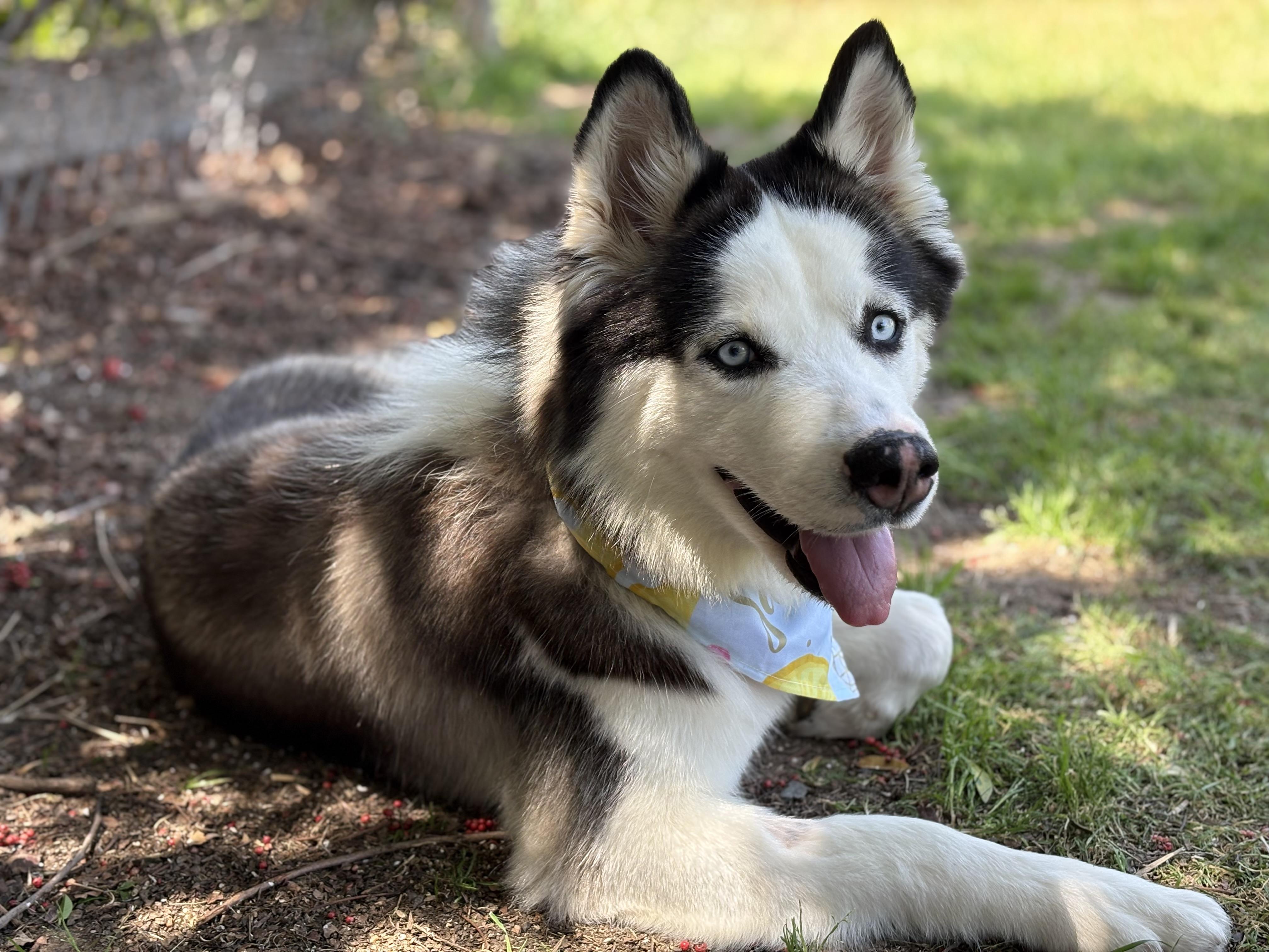 Enlarge EVERLY, a Adoptable Siberian Husky in San Diego, CA image 1/3