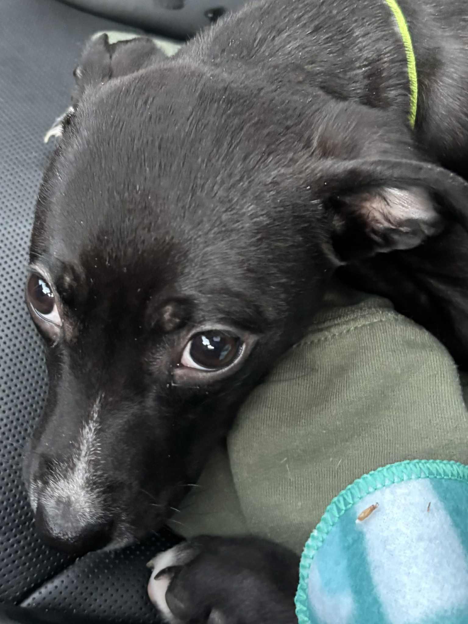 biscuit, a Adoptable mixed breed in Granite City, IL image 1/4