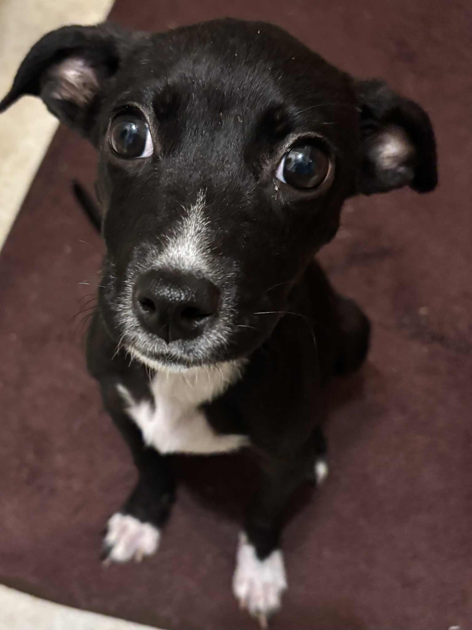 biscuit, a Adoptable mixed breed in Granite City, IL image 2/4
