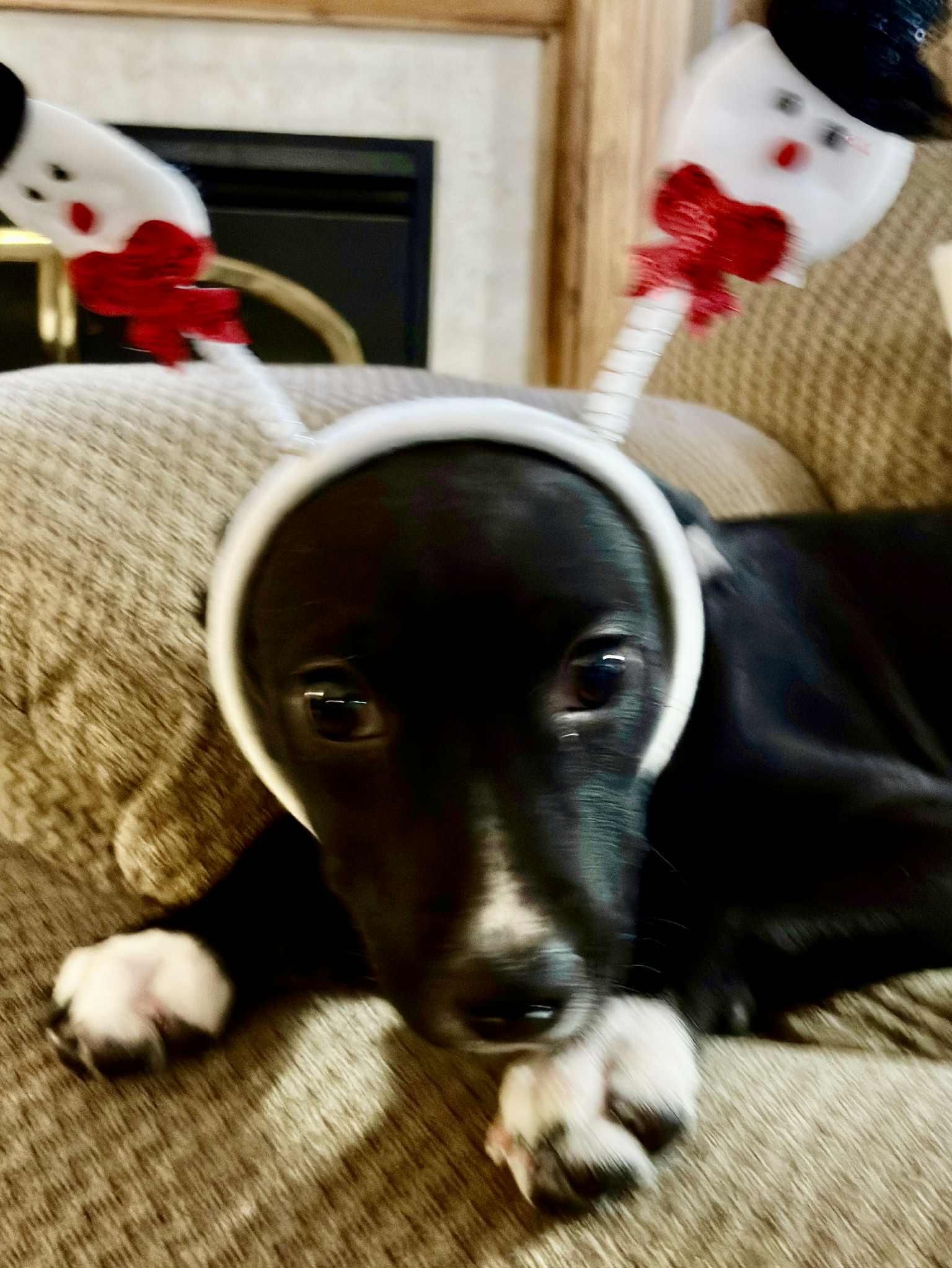 biscuit, Adoptable, Puppy Female Whippet.