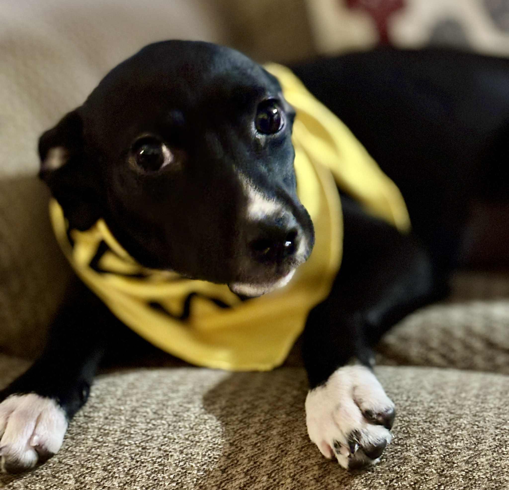 biscuit, a Adoptable mixed breed in Granite City, IL image 4/4