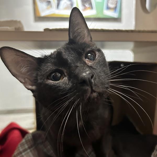 Abracadabra, Adoptable, Young Male Domestic Short Hair.