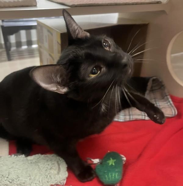 Enlarge Abracadabra, a Adoptable mixed breed in Oakland, CA image 2/2