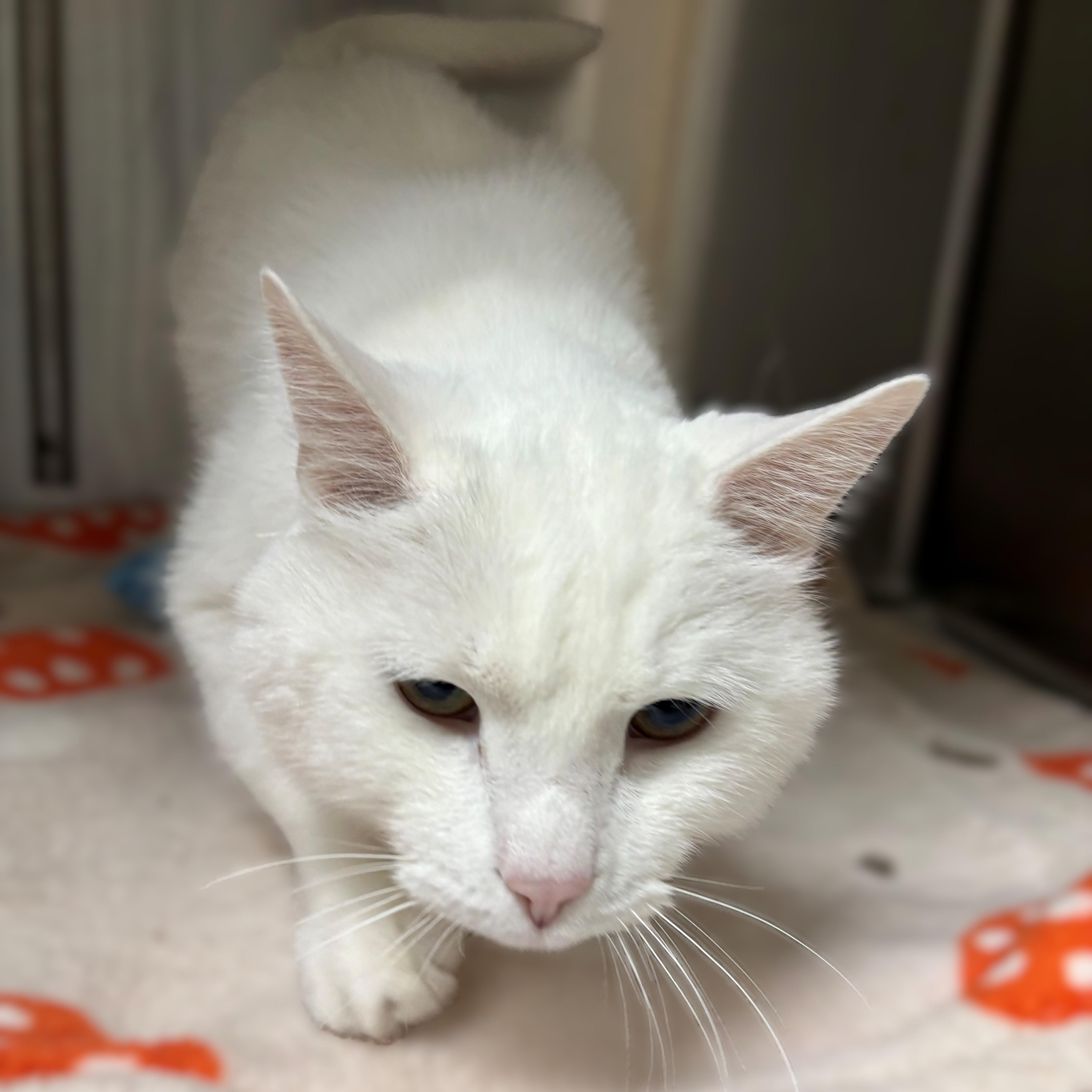 Polar Man- #50422, adopted, Senior Male Extra-Toes Cat / Hemingway Polydactyl.