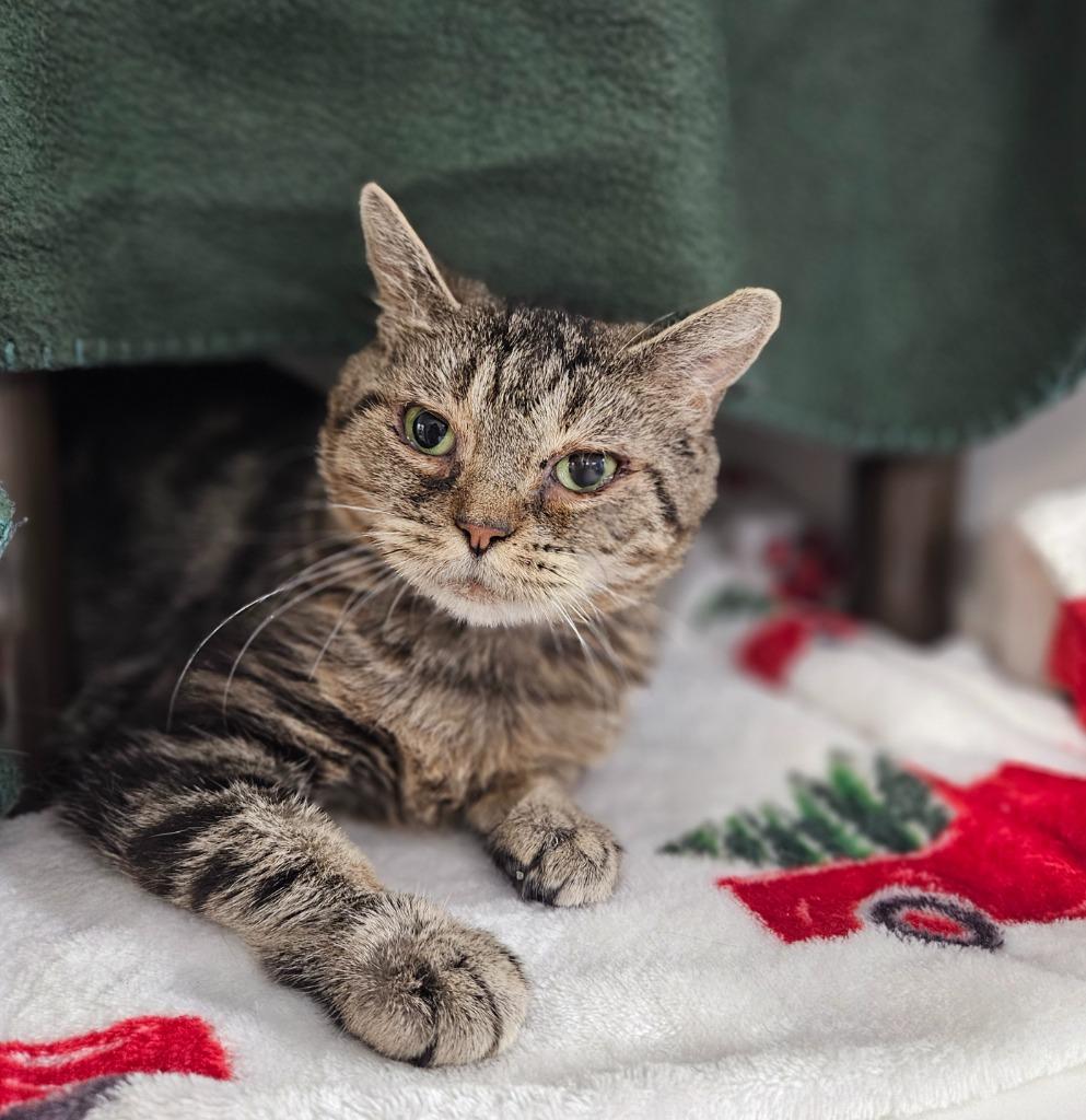 Kiwi, Adoptable, Adult Female Domestic Short Hair.