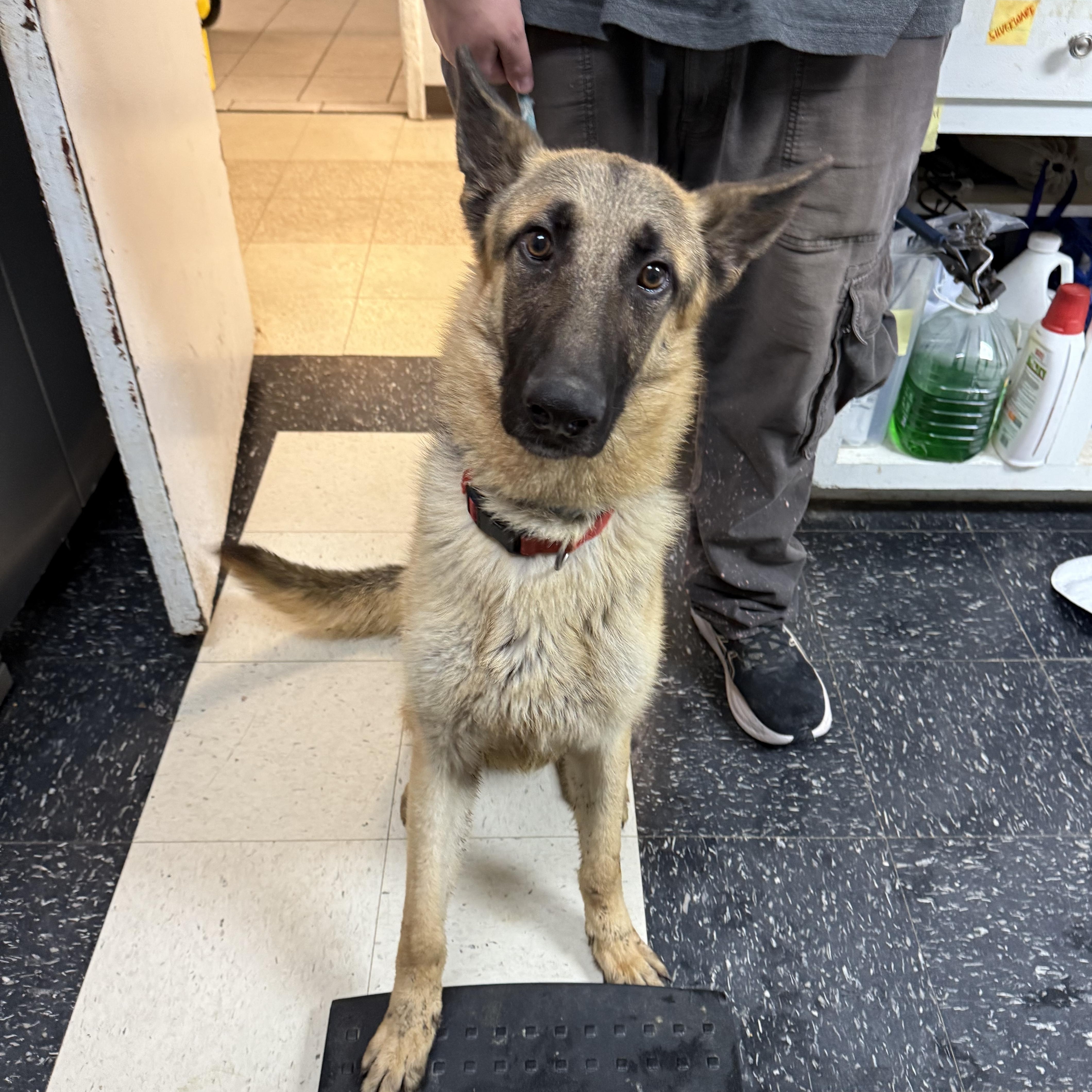 Duece, adopted, Young Male German Shepherd Dog.