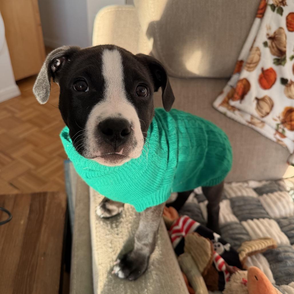 Elmo, Adoptable, Puppy Male Mixed Breed.