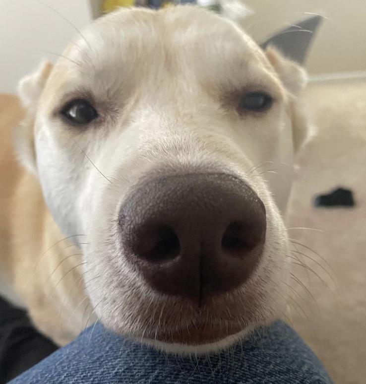 Sebastian, Adopted, Adult Male Husky.