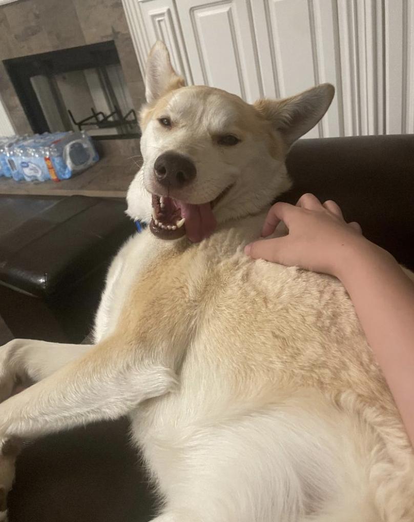 Sebastian, a Adopted Husky in Decatur, GA image 2/3