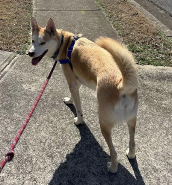 Sebastian, a Adopted Husky in Decatur, GA image 3/3