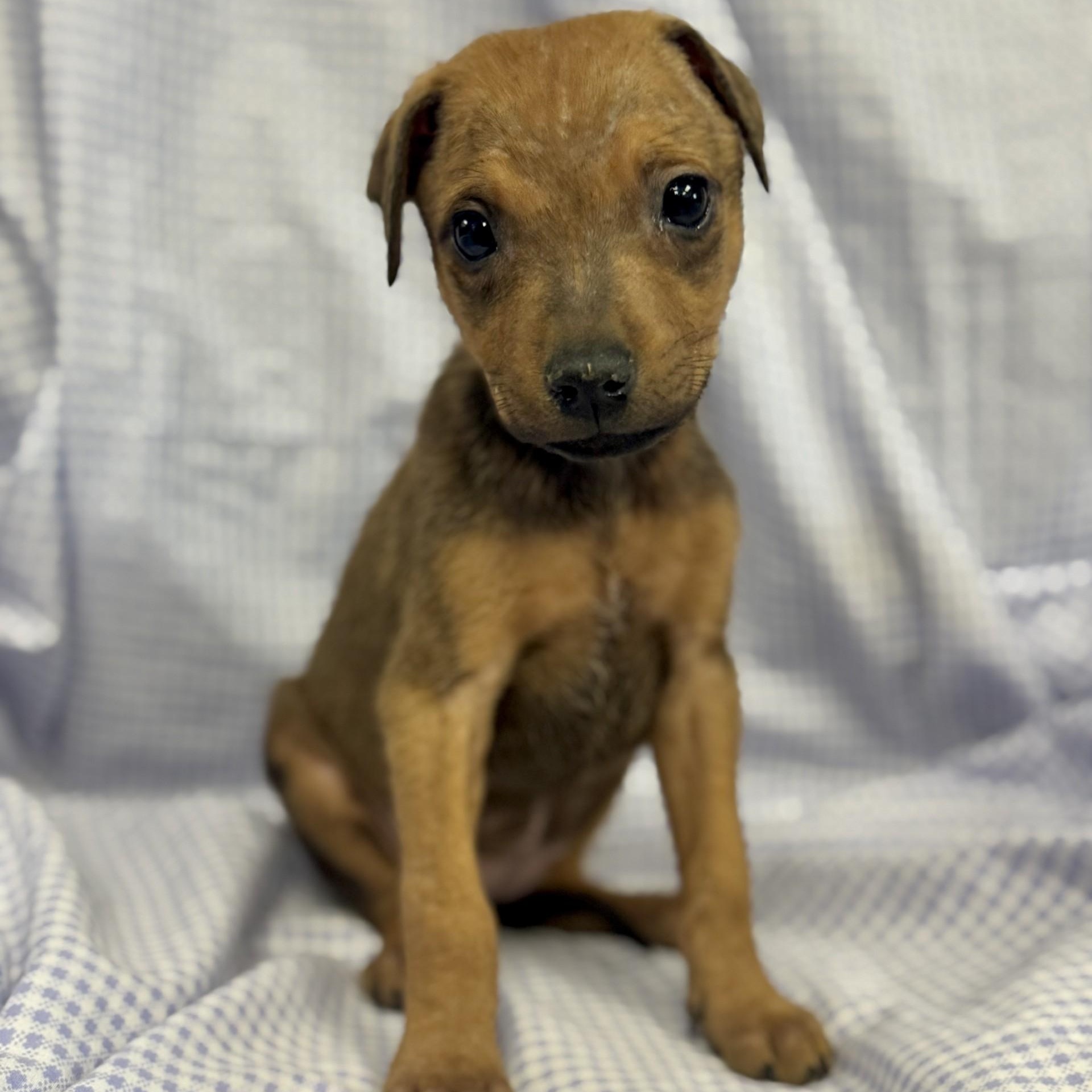 Emberlyn (CONC-A-8676)