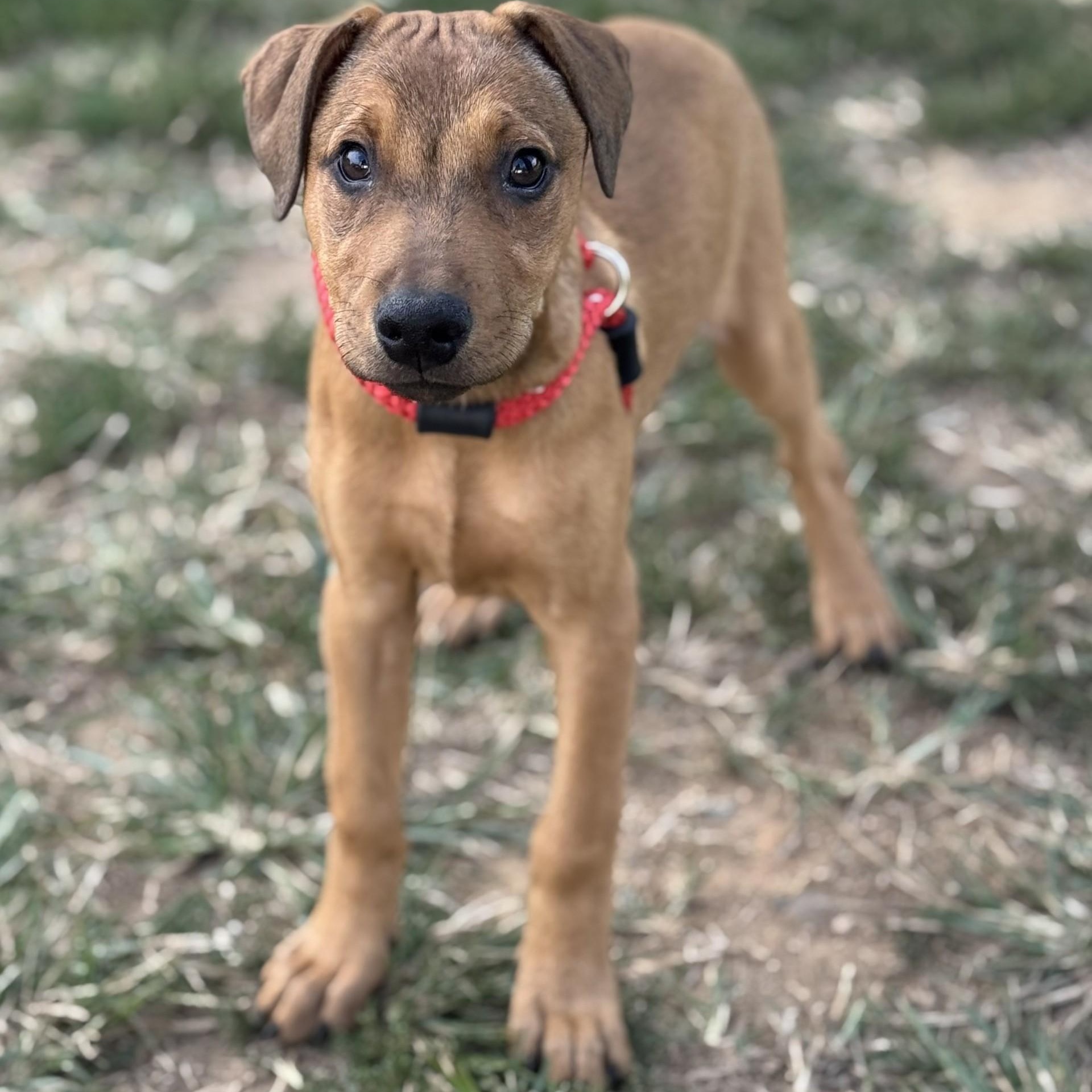 Emberlyn (CONC-A-8676)