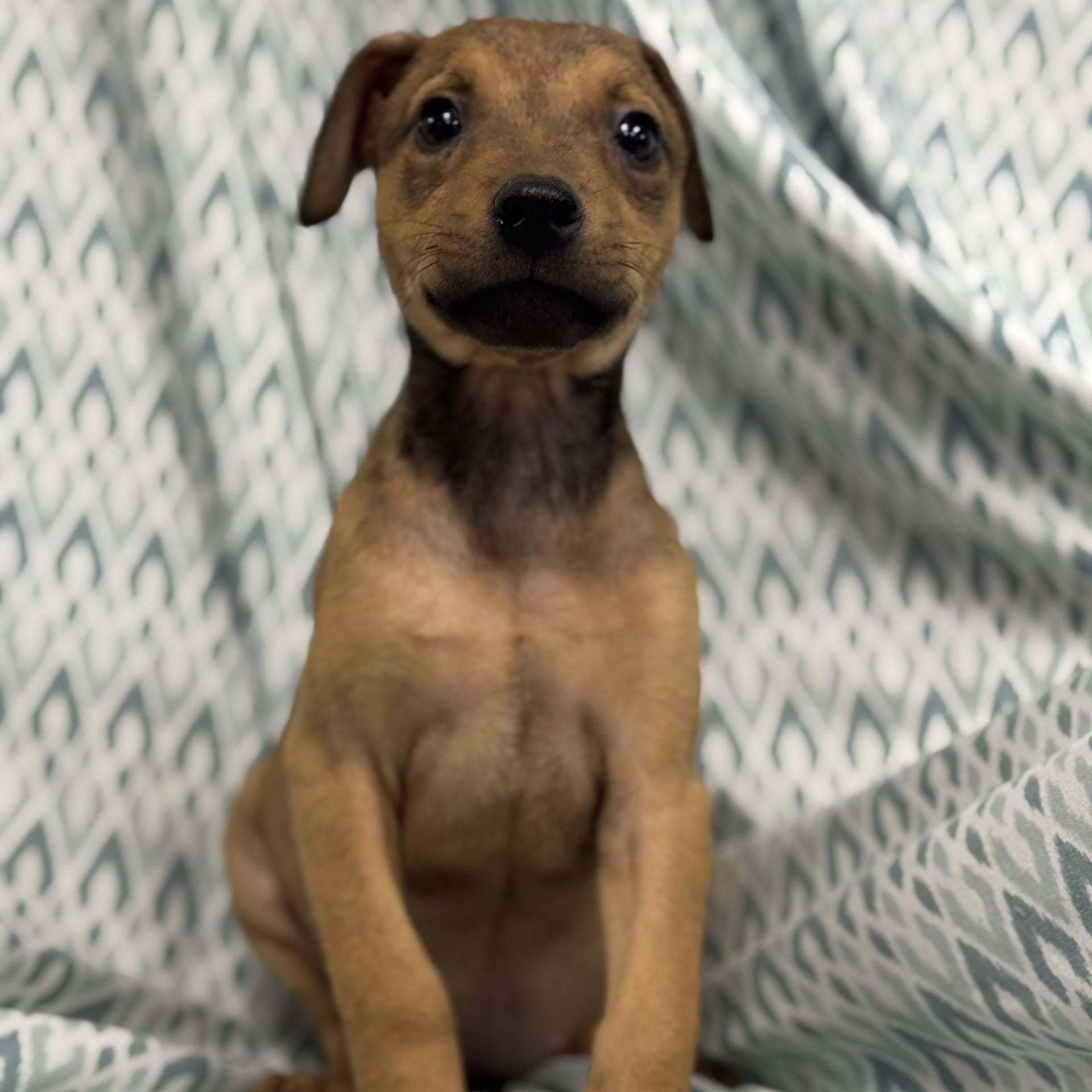 Emberlyn (CONC-A-8676)