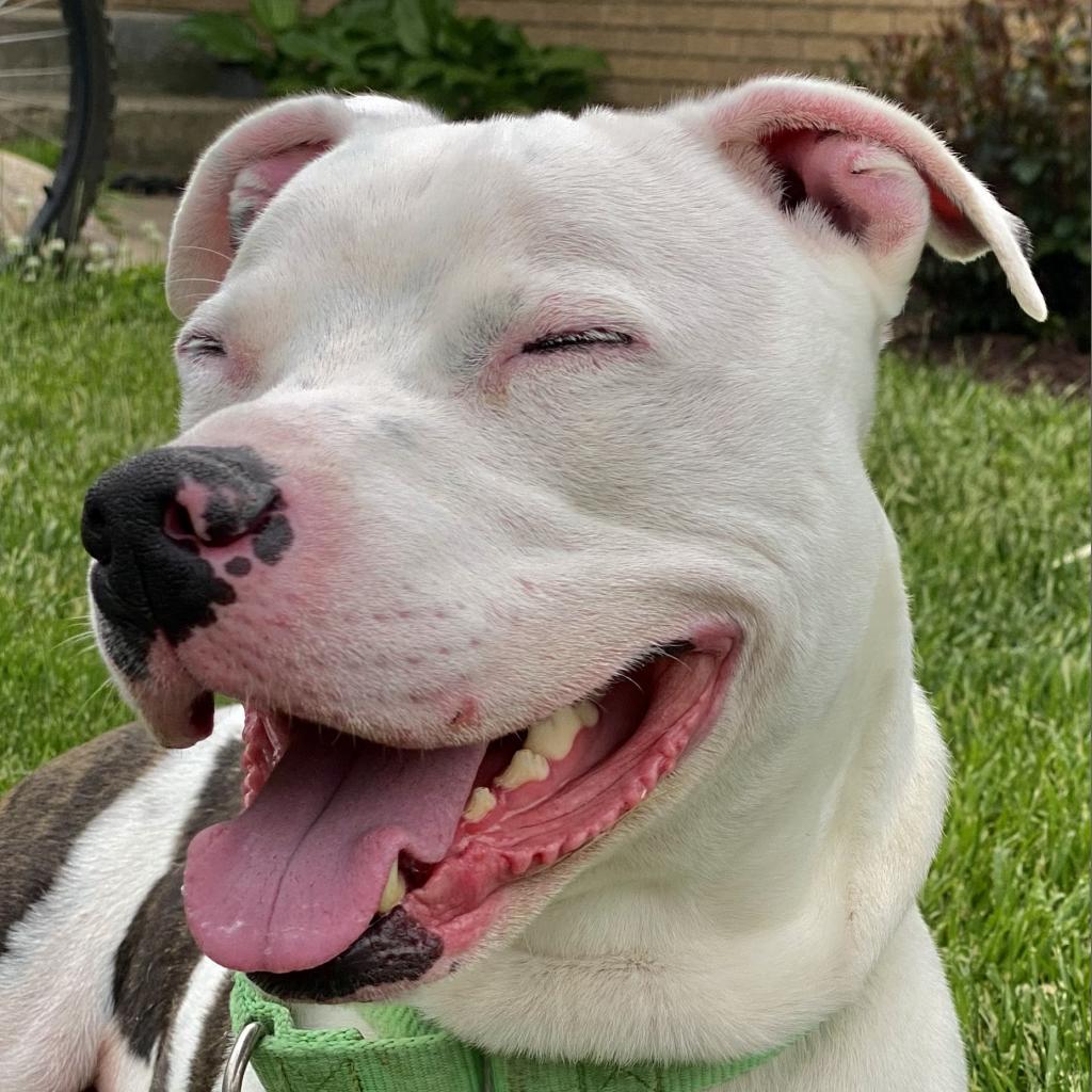 Jagger — thumbnail 3