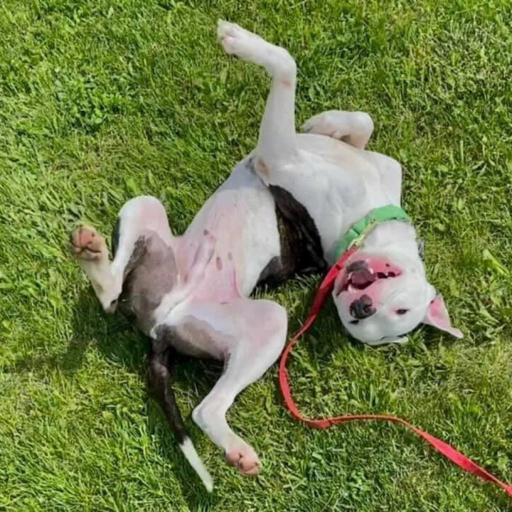 Jagger — thumbnail 6