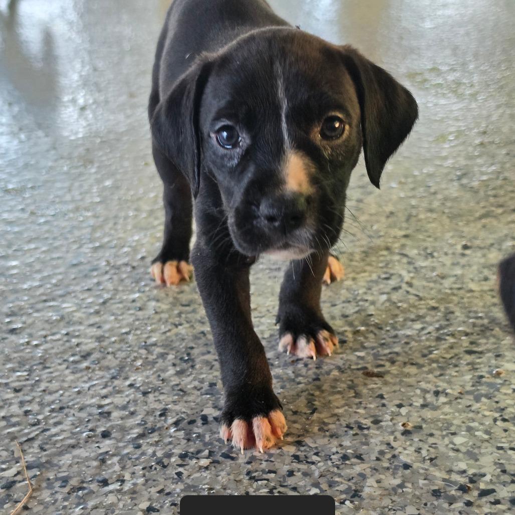 Enlarge Waffles, a Adoptable mixed breed in Chesapeake, VA image 1/4