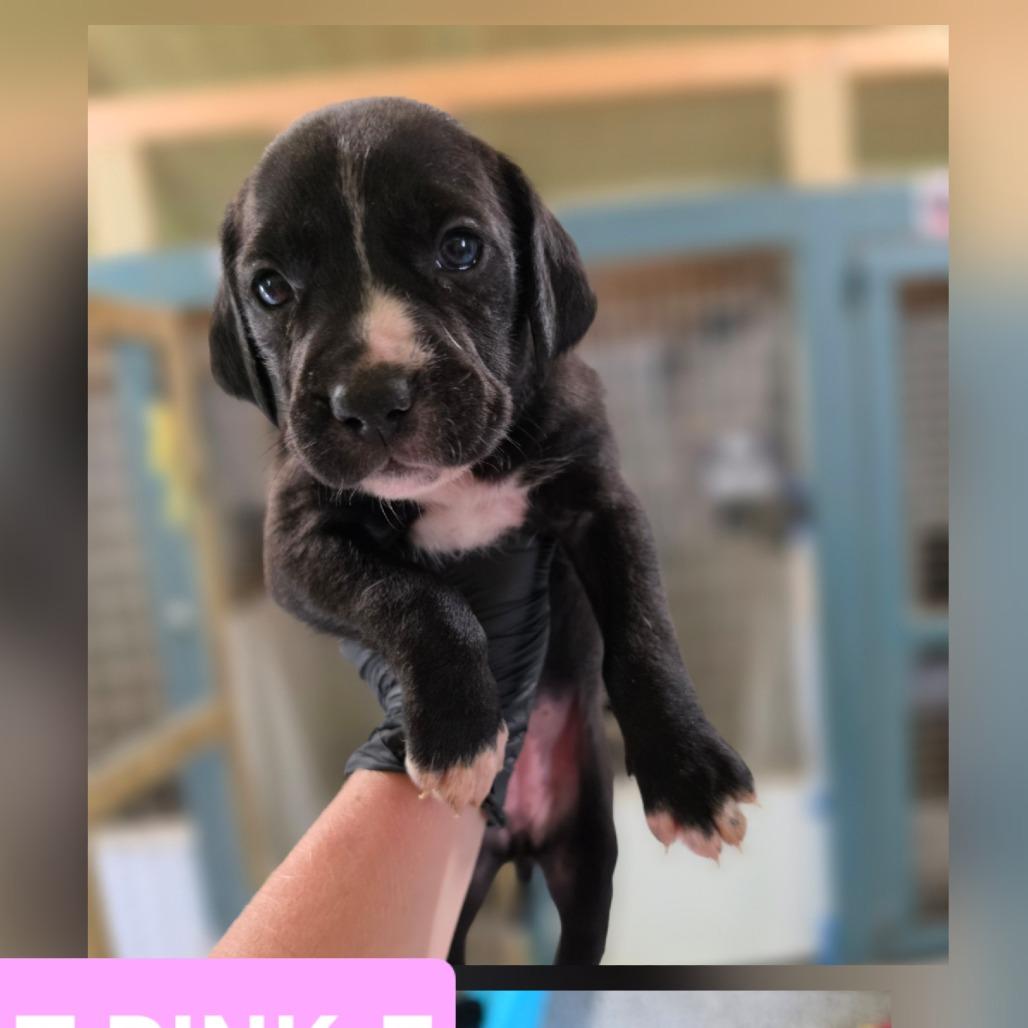 Enlarge Waffles, a Adoptable mixed breed in Chesapeake, VA image 2/4