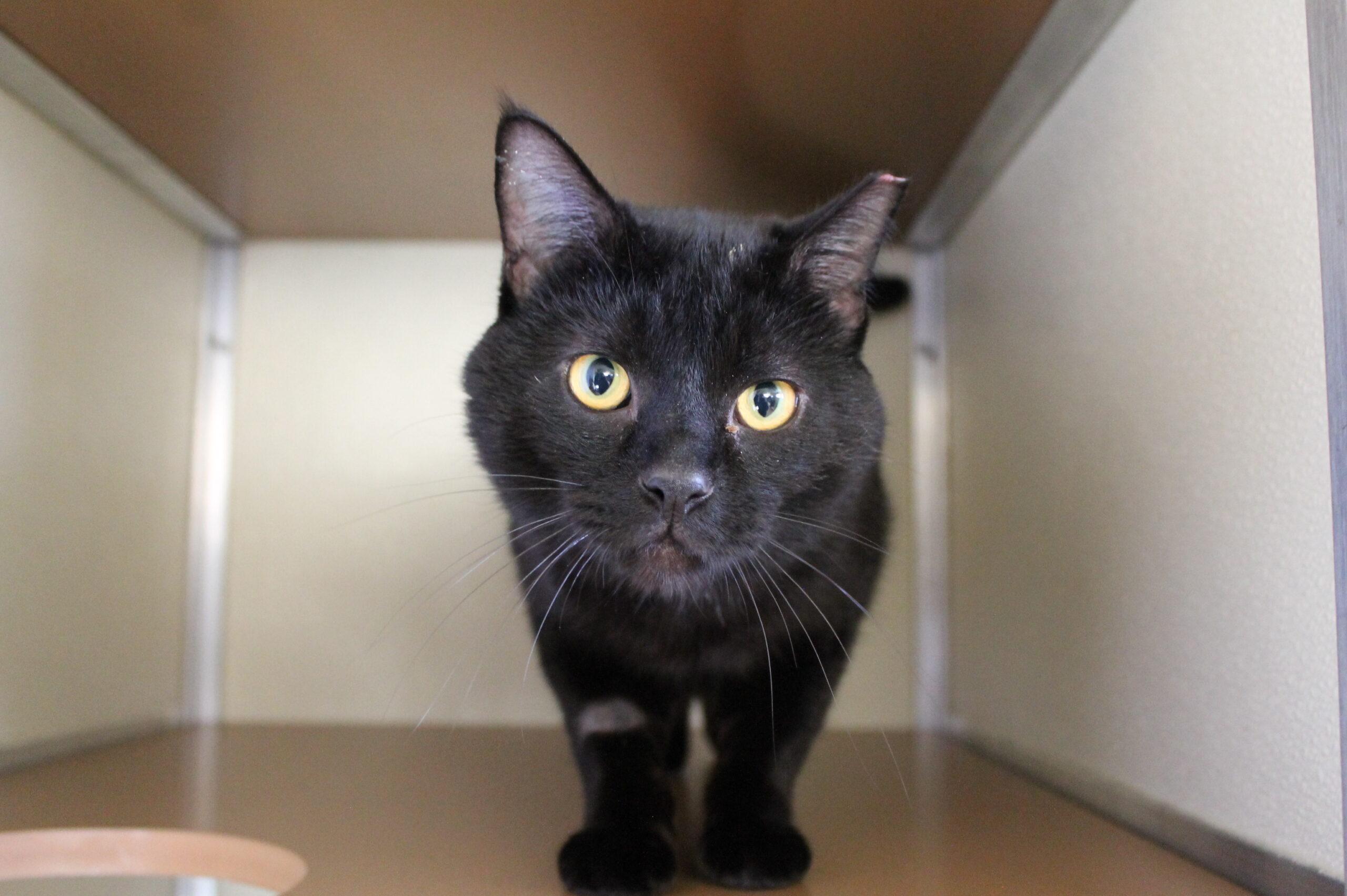 Hermin, adopted, Adult Male Domestic Short Hair.