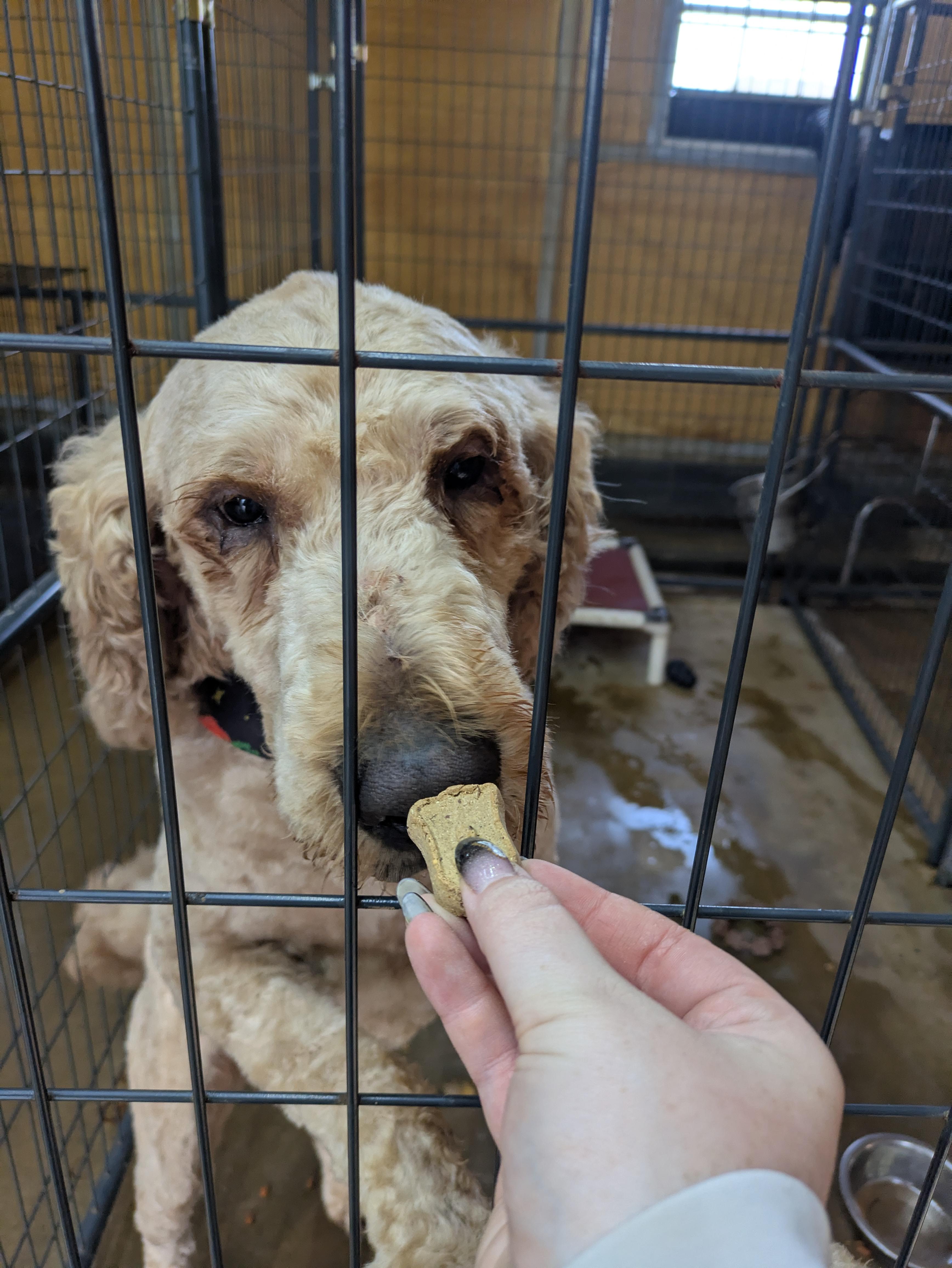 Enlarge Astro, a Adoptable Goldendoodle in Covington, VA image 1/1