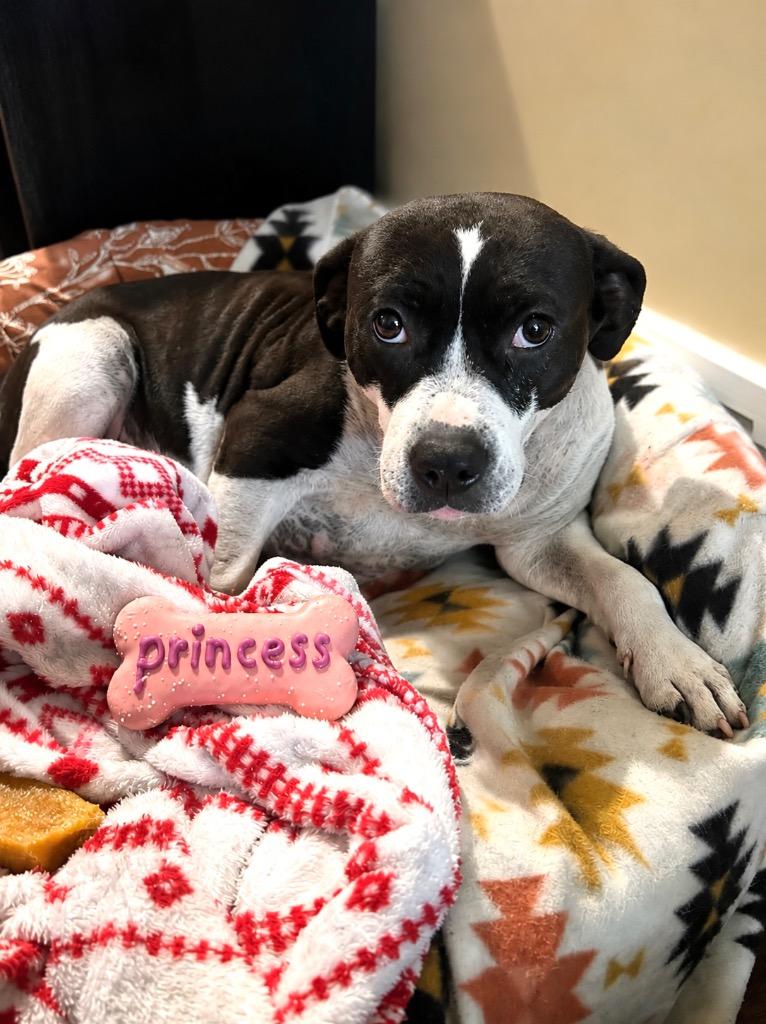 Pepe, Adoptable, Puppy Male Hound & Pit Bull Terrier.