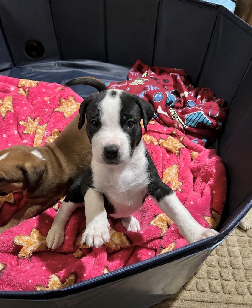 Enlarge Pepe, a Adoptable mixed breed in Princeton, MA image 2/6