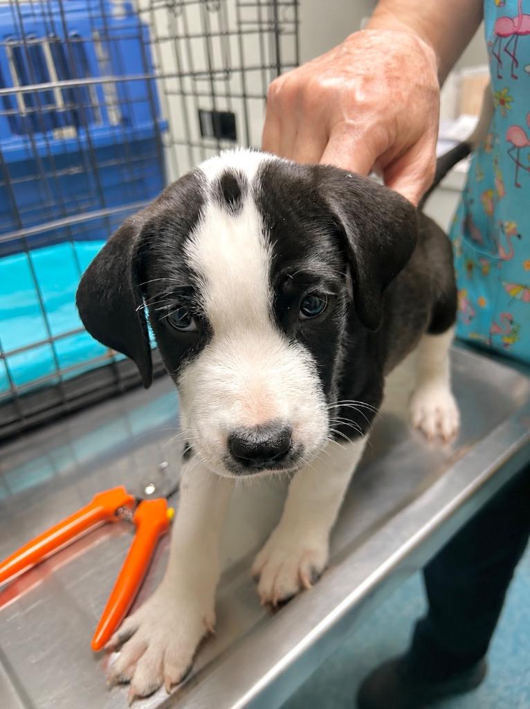 Enlarge Pepe, a Adoptable mixed breed in Princeton, MA image 3/6